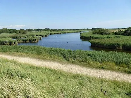 Free Thorney Island Nature Walk & Sound Recording