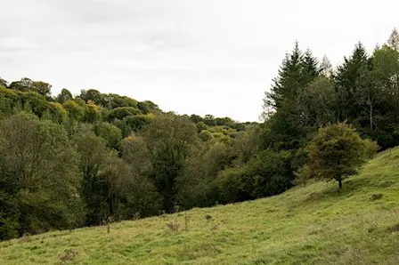 Autumnal Forest Tour - Siccaridge Wood
