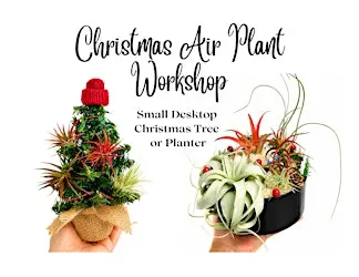 Christmas Air Plant Workshop