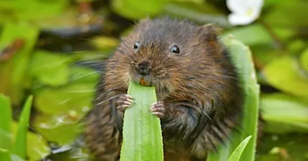 Broads Authority Volunteer Action Day - Whitlingham Marsh