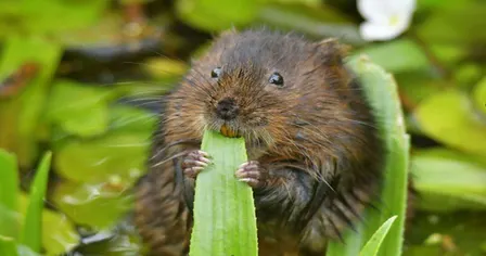 Broads Authority Volunteer Action Day - Whitlingham Marsh