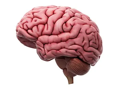 The Gruesome Fate of Whitman's Brain