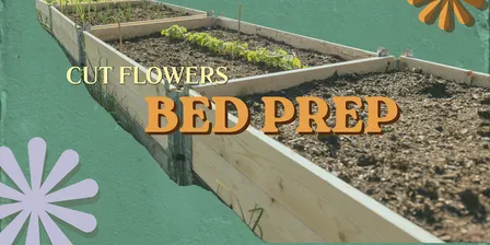 Cut Flowers- Building the Foundation