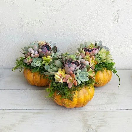Pumpkin Succulent Terrarium Class