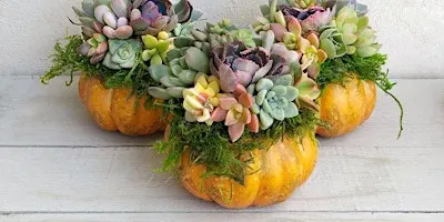 Pumpkin Succulent Terrarium Class
