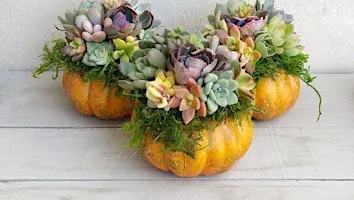 Pumpkin Succulent Terrarium Class