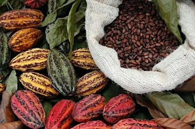 Cacao Counsel - ORIGIN - The Story of Creation