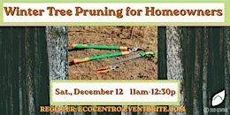 Winter Tree Pruning for Homeowners