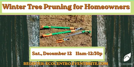 Winter Tree Pruning for Homeowners