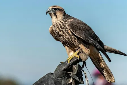 Raptor Fest at Rancho San Vicente