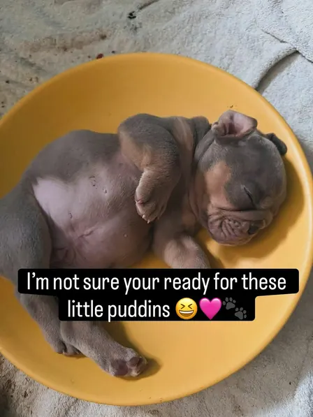 Old English Bulldog Puppy Therapy Experience