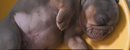Old English Bulldog Puppy Therapy Experience