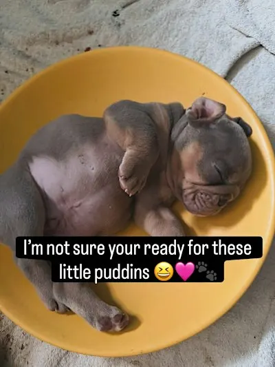 Old English Bulldog Puppy Yoga Experience