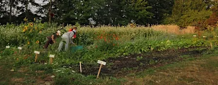 Color on the Farm