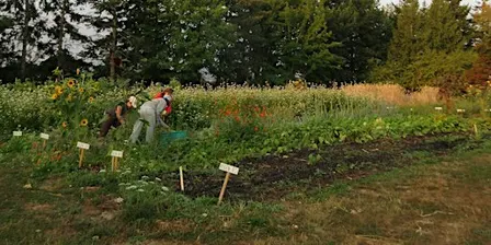 Color on the Farm