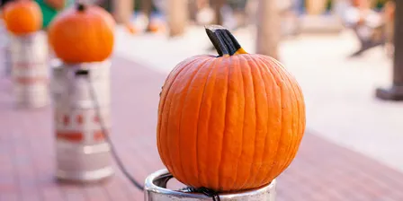 Pumpkin Patch & Fall Fun Fest