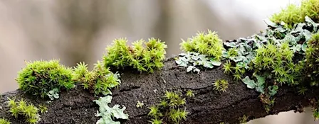 Greenway Wild Walks: Likeable Lichens