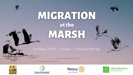 Migration at the Marsh