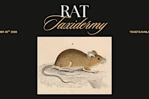 Rat Taxidermy Workshop
