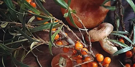 Autumn Coast: Mushrooms, Seaweed,  Seabuckthorn