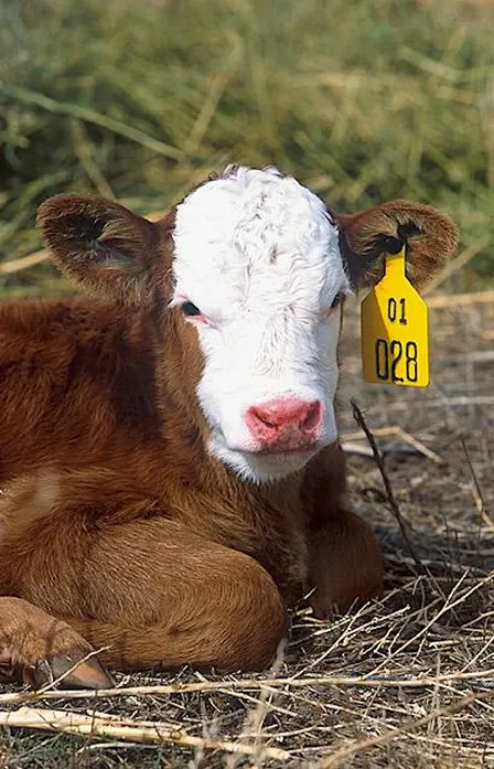 Fairfield Cattle Educational Series - October Meeting
