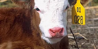 Fairfield Cattle Educational Series - October Meeting