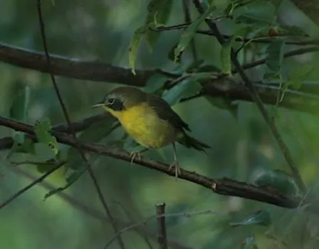 Louisville Women's Birding Club October Bird Walk