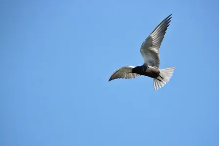 Presentation: Black Tern Conservation at St. Clair Flats