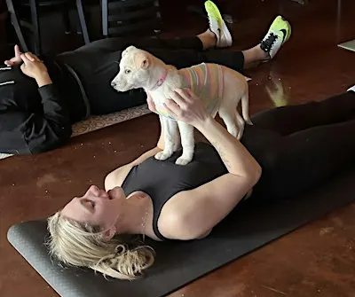 Dog Yoga~ Nov 8 @ 1-2:30 at Third Wheel Brewing
