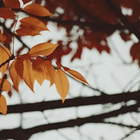 Fall Mini Portrait Sessions — Fort Langley, BC