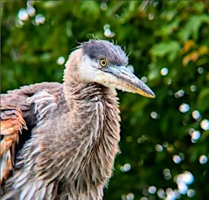 Bellingham Bird Week: Queer Birder's Walk at Whatcom Falls Park
