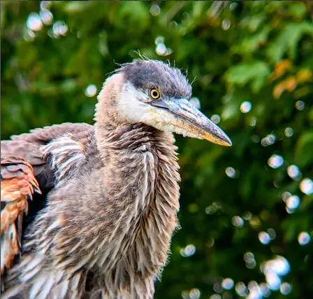 Bellingham Bird Week: Queer Birder's Walk at Whatcom Falls Park