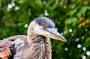 Bellingham Bird Week: Queer Birder's Walk at Whatcom Falls Park