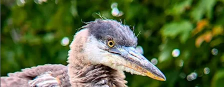 Bellingham Bird Week: Queer Birder's Walk at Whatcom Falls Park