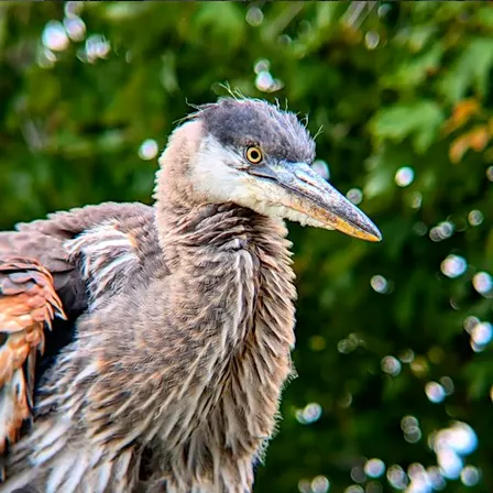 Bellingham Bird Week: Queer Birder's Walk at Whatcom Falls Park