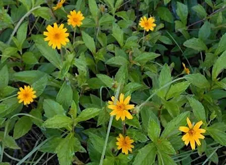 Special Presentation: Nonnative and Invasive Plants