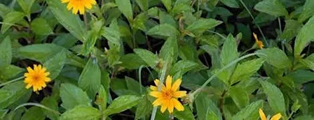 Special Presentation: Nonnative and Invasive Plants