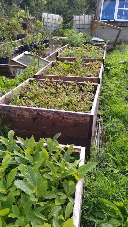 Grow Your Own Woodland: "Forest in a Box" Workshop