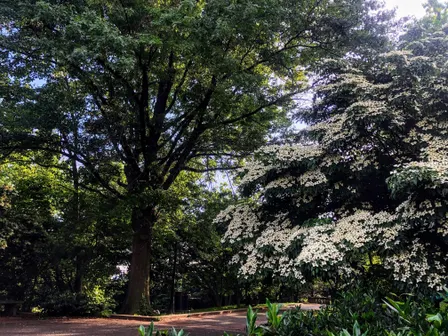 AdMo Walking Tour - Trees, Pizza, & Beer