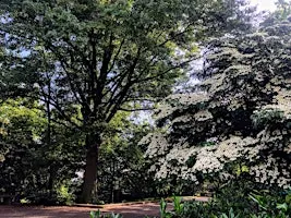 AdMo Walking Tour - Trees, Pizza, & Beer