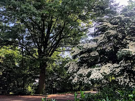 AdMo Walking Tour - Trees, Pizza, & Beer