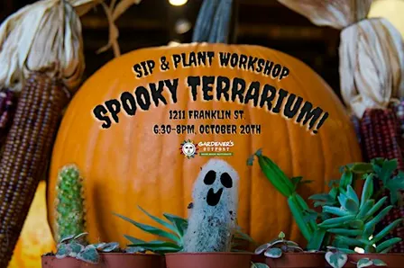 Sip & Plant Workshop: Spooky Terrariums!
