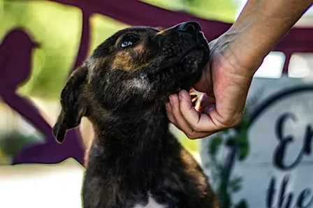 Animal Rescue Service Activity (part of 9/11 Day of Service)