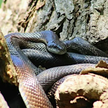 Nature Knowledge Night: Natures Not So Scary Animals , $4 per child