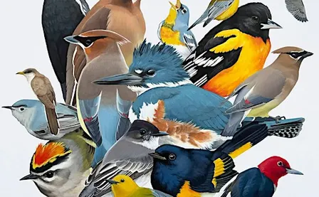 REMEMBER ME: MUSING ON BIRDS by Zia Daugherty