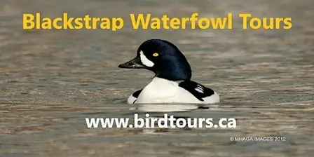 Blackstrap Lake Waterfowl Tour