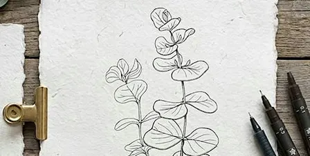 Botanisches Zeichnen – Eucalyptus