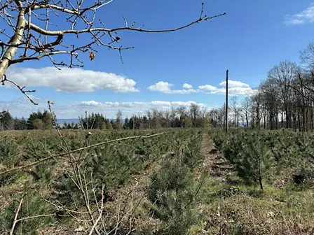 Our Forest Forum: Trees in Our Forest