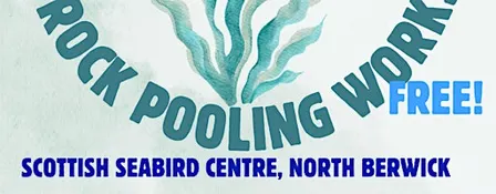 Free Intro to Rockpooling Session for Ages 4-12