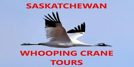 Whooping Crane Private Viewing Tour